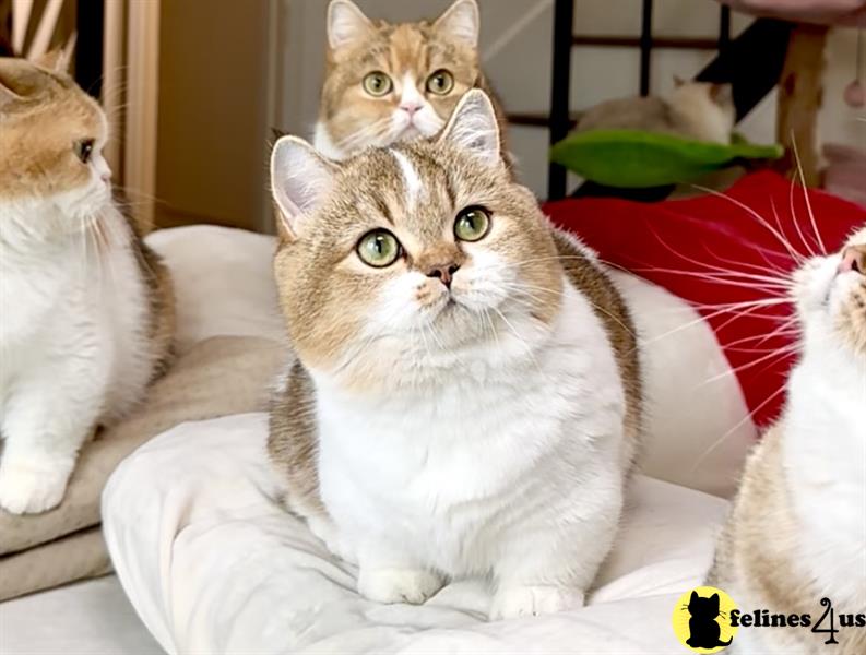 a munchkin cat sitting on a bed