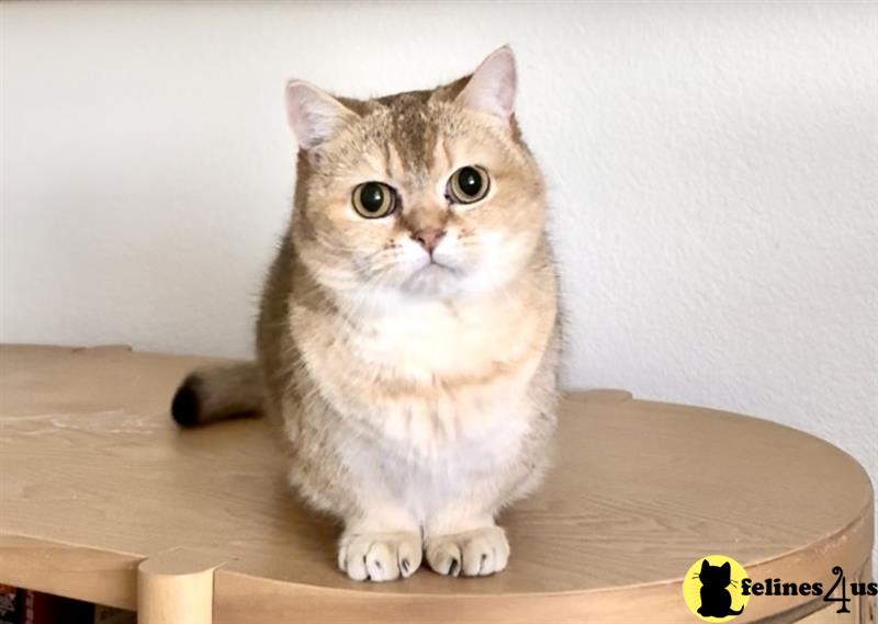 a munchkin cat lying on a munchkin cat tree