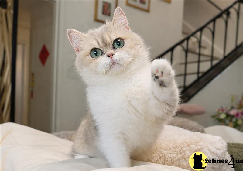 a white munchkin cat with a paw on a bed