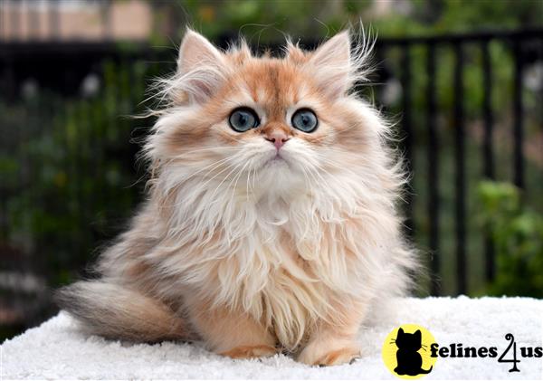 View of Golden British Longhair Girl