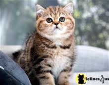 british shorthair kitten posted by thechubbyfacedcat