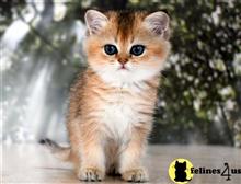 british shorthair kitten posted by thechubbyfacedcat