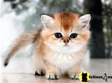 british shorthair kitten posted by thechubbyfacedcat
