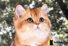 british shorthair kitten posted by thechubbyfacedcat