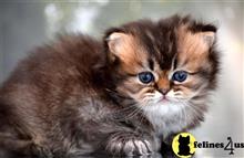 british shorthair kitten posted by thechubbyfacedcat