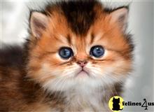 british shorthair kitten posted by thechubbyfacedcat