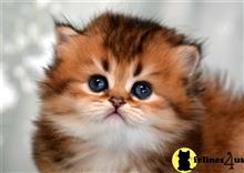 british shorthair kitten posted by thechubbyfacedcat