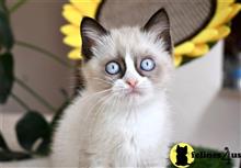 british shorthair kitten posted by thechubbyfacedcat
