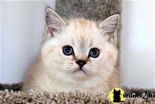 british shorthair kitten posted by thechubbyfacedcat
