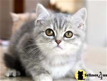 british shorthair kitten posted by thechubbyfacedcat
