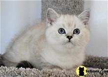 british shorthair kitten posted by thechubbyfacedcat