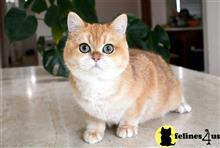 british shorthair kitten posted by thechubbyfacedcat