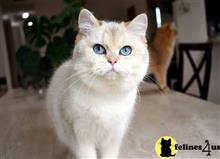 british shorthair kitten posted by thechubbyfacedcat