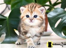 british shorthair kitten posted by thechubbyfacedcat
