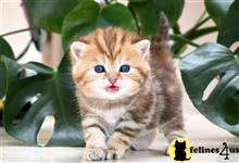 british shorthair kitten posted by thechubbyfacedcat