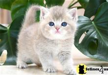 british shorthair kitten posted by thechubbyfacedcat