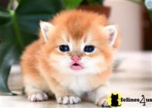 british shorthair kitten posted by thechubbyfacedcat