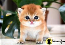 british shorthair kitten posted by thechubbyfacedcat