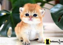 british shorthair kitten posted by thechubbyfacedcat