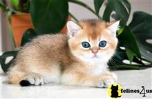 british shorthair kitten posted by thechubbyfacedcat