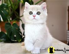 british shorthair kitten posted by thechubbyfacedcat