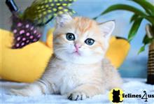 british shorthair kitten posted by thechubbyfacedcat