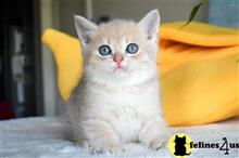 british shorthair kitten posted by thechubbyfacedcat