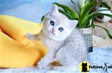 british shorthair kitten posted by thechubbyfacedcat