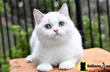 british shorthair kitten posted by thechubbyfacedcat