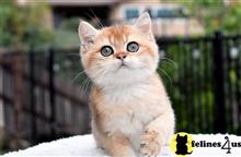 british shorthair kitten posted by thechubbyfacedcat