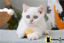 british shorthair kitten posted by thechubbyfacedcat