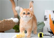 british shorthair kitten posted by thechubbyfacedcat