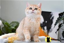 british shorthair kitten posted by thechubbyfacedcat