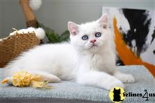 british shorthair kitten posted by thechubbyfacedcat