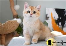 british shorthair kitten posted by thechubbyfacedcat