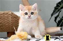 british shorthair kitten posted by thechubbyfacedcat