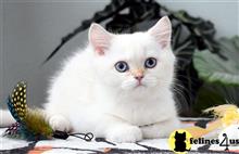 british shorthair kitten posted by thechubbyfacedcat