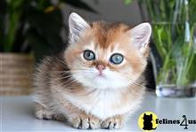british shorthair kitten posted by thechubbyfacedcat