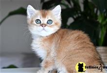 british shorthair kitten posted by thechubbyfacedcat