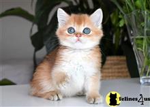 british shorthair kitten posted by thechubbyfacedcat