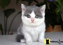 british shorthair kitten posted by thechubbyfacedcat
