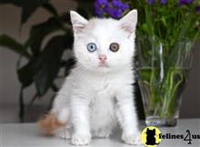 british shorthair kitten posted by thechubbyfacedcat