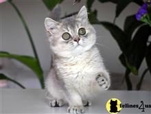 british shorthair kitten posted by thechubbyfacedcat