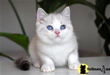 british shorthair kitten posted by thechubbyfacedcat