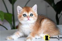 british shorthair kitten posted by thechubbyfacedcat