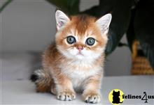 british shorthair kitten posted by thechubbyfacedcat