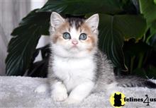 british shorthair kitten posted by thechubbyfacedcat