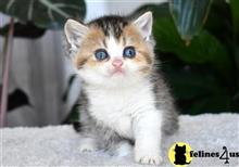 british shorthair kitten posted by thechubbyfacedcat