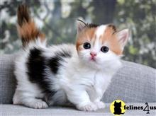 munchkin kitten posted by thechubbyfacedcat