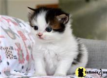 munchkin kitten posted by thechubbyfacedcat